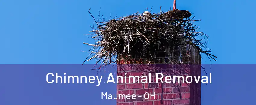  Chimney Animal Removal Maumee - OH