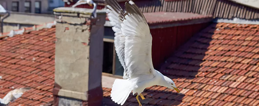 Residential Chimney Animal Removal Solution in Maumee, OH